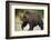 Grizzly Bear at Geographic Harbor in Katmai National Park-Paul Souders-Framed Photographic Print