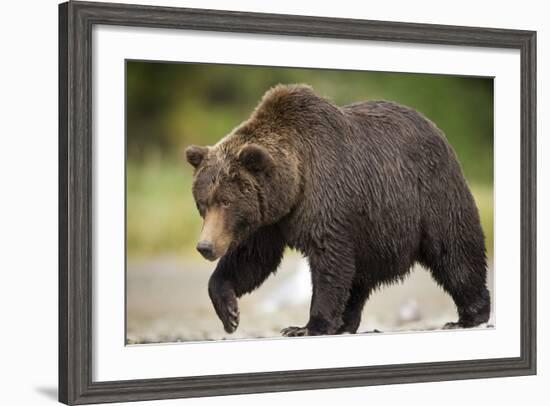 Grizzly Bear at Geographic Harbor in Katmai National Park-Paul Souders-Framed Photographic Print