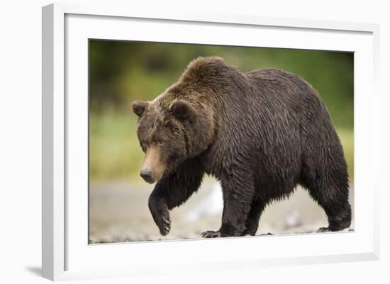 Grizzly Bear at Geographic Harbor in Katmai National Park-Paul Souders-Framed Photographic Print