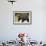 Grizzly Bear at Geographic Harbor in Katmai National Park-Paul Souders-Framed Photographic Print displayed on a wall