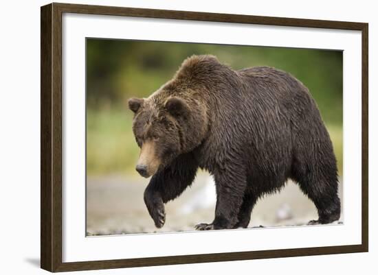 Grizzly Bear at Geographic Harbor in Katmai National Park-Paul Souders-Framed Photographic Print