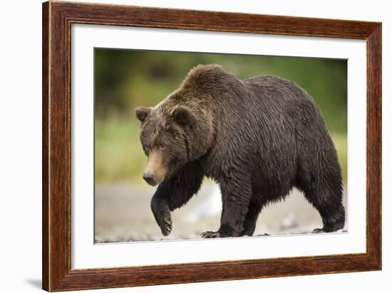 Grizzly Bear at Geographic Harbor in Katmai National Park-Paul Souders-Framed Photographic Print