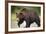 Grizzly Bear at Geographic Harbor in Katmai National Park-Paul Souders-Framed Photographic Print