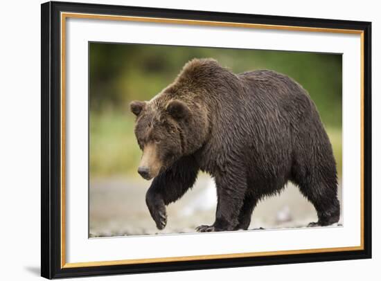 Grizzly Bear at Geographic Harbor in Katmai National Park-Paul Souders-Framed Photographic Print