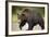 Grizzly Bear at Geographic Harbor in Katmai National Park-Paul Souders-Framed Photographic Print