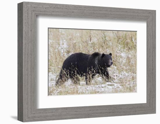 Grizzly Bear, Autumn Snow-Ken Archer-Framed Photographic Print