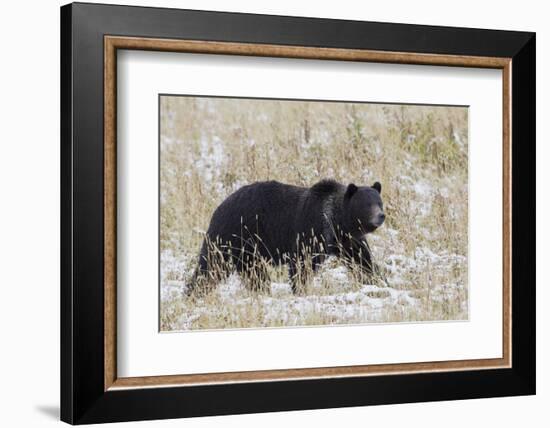 Grizzly Bear, Autumn Snow-Ken Archer-Framed Photographic Print