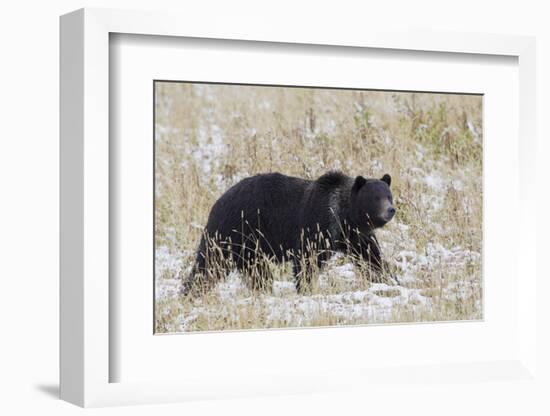 Grizzly Bear, Autumn Snow-Ken Archer-Framed Photographic Print