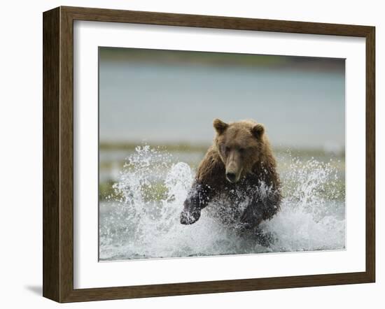 Grizzly Bear Chases after Spawning Salmon, Geographic Harbor, Katmai National Park, Alaska, Usa-Paul Souders-Framed Photographic Print