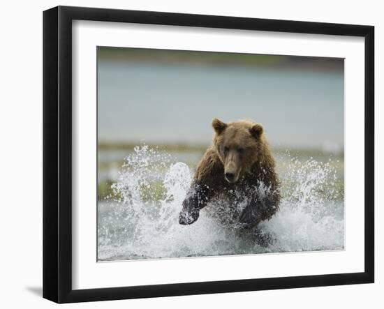 Grizzly Bear Chases after Spawning Salmon, Geographic Harbor, Katmai National Park, Alaska, Usa-Paul Souders-Framed Photographic Print
