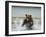 Grizzly Bear Chases after Spawning Salmon, Geographic Harbor, Katmai National Park, Alaska, Usa-Paul Souders-Framed Photographic Print