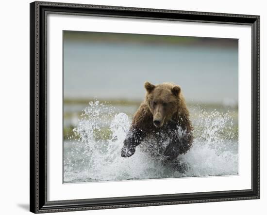 Grizzly Bear Chases after Spawning Salmon, Geographic Harbor, Katmai National Park, Alaska, Usa-Paul Souders-Framed Photographic Print