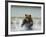 Grizzly Bear Chases after Spawning Salmon, Geographic Harbor, Katmai National Park, Alaska, Usa-Paul Souders-Framed Photographic Print