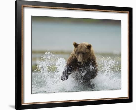 Grizzly Bear Chases after Spawning Salmon, Geographic Harbor, Katmai National Park, Alaska, Usa-Paul Souders-Framed Photographic Print