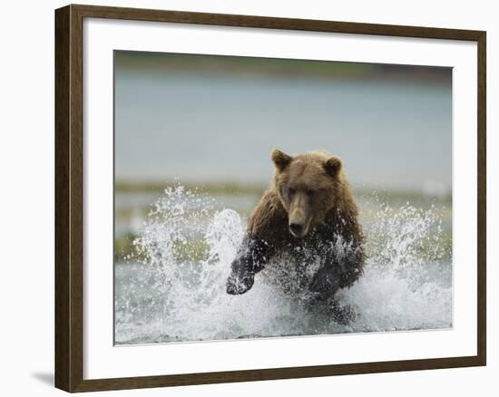 Grizzly Bear Chases after Spawning Salmon, Geographic Harbor, Katmai National Park, Alaska, Usa-Paul Souders-Framed Photographic Print