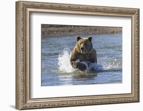 Grizzly bear chasing fish in Silver Salmon Creek, Lake Clark National Park and Preserve, Alaska-Adam Jones-Framed Photographic Print