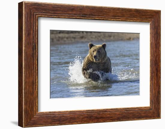 Grizzly bear chasing fish in Silver Salmon Creek, Lake Clark National Park and Preserve, Alaska-Adam Jones-Framed Photographic Print