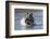 Grizzly bear chasing fish in Silver Salmon Creek, Lake Clark National Park and Preserve, Alaska-Adam Jones-Framed Photographic Print