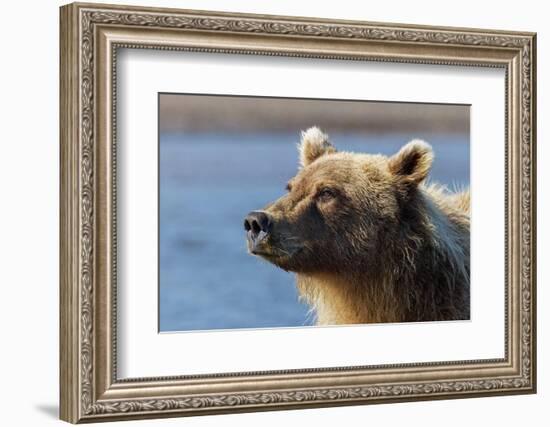 Grizzly bear close-up, Lake Clark National Park and Preserve, Alaska-Adam Jones-Framed Photographic Print