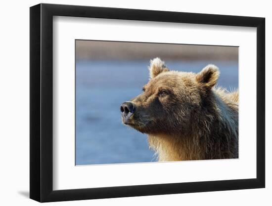 Grizzly bear close-up, Lake Clark National Park and Preserve, Alaska-Adam Jones-Framed Photographic Print