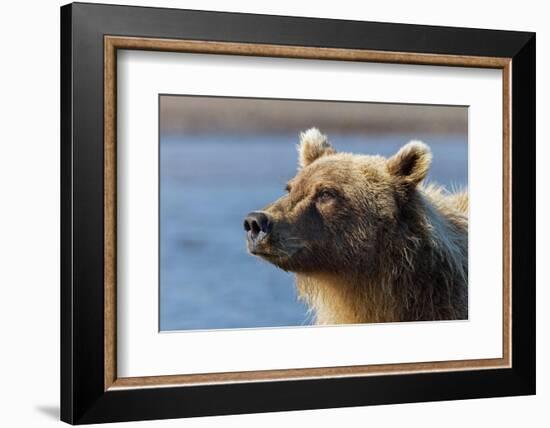 Grizzly bear close-up, Lake Clark National Park and Preserve, Alaska-Adam Jones-Framed Photographic Print