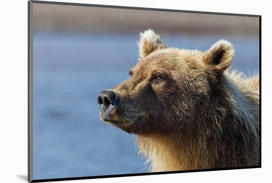 Grizzly bear close-up, Lake Clark National Park and Preserve, Alaska-Adam Jones-Mounted Photographic Print