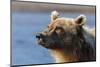 Grizzly bear close-up, Lake Clark National Park and Preserve, Alaska-Adam Jones-Mounted Photographic Print