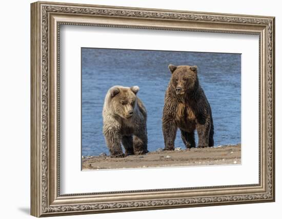 Grizzly bear cub and adult female, Lake Clark National Park and Preserve, Alaska.-Adam Jones-Framed Photographic Print