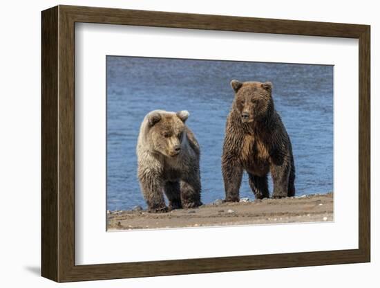 Grizzly bear cub and adult female, Lake Clark National Park and Preserve, Alaska.-Adam Jones-Framed Photographic Print