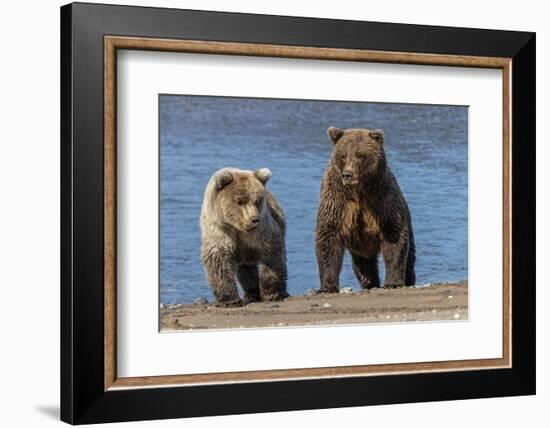 Grizzly bear cub and adult female, Lake Clark National Park and Preserve, Alaska.-Adam Jones-Framed Photographic Print