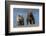 Grizzly bear cub and adult female, Lake Clark National Park and Preserve, Alaska.-Adam Jones-Framed Photographic Print