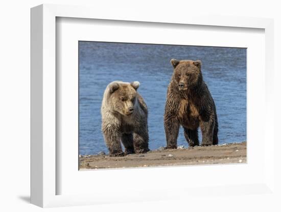 Grizzly bear cub and adult female, Lake Clark National Park and Preserve, Alaska.-Adam Jones-Framed Photographic Print