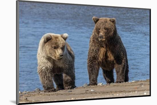 Grizzly bear cub and adult female, Lake Clark National Park and Preserve, Alaska.-Adam Jones-Mounted Photographic Print