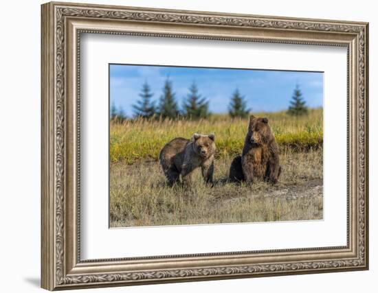 Grizzly bear cub and adult female, Lake Clark National Park and Preserve, Alaska.-Adam Jones-Framed Photographic Print