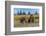 Grizzly bear cub and adult female, Lake Clark National Park and Preserve, Alaska.-Adam Jones-Framed Photographic Print