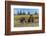 Grizzly bear cub and adult female, Lake Clark National Park and Preserve, Alaska.-Adam Jones-Framed Photographic Print