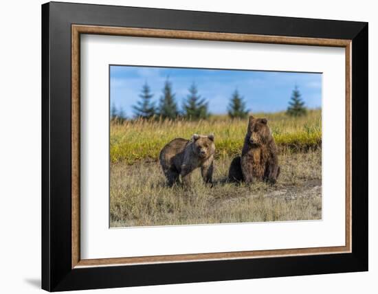 Grizzly bear cub and adult female, Lake Clark National Park and Preserve, Alaska.-Adam Jones-Framed Photographic Print