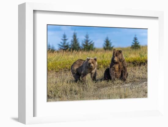 Grizzly bear cub and adult female, Lake Clark National Park and Preserve, Alaska.-Adam Jones-Framed Photographic Print