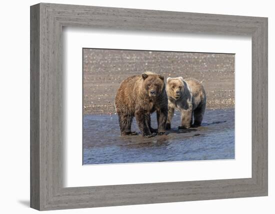 Grizzly bear cub and adult female, Lake Clark National Park and Preserve, Alaska.-Adam Jones-Framed Photographic Print