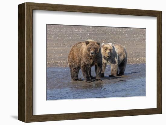 Grizzly bear cub and adult female, Lake Clark National Park and Preserve, Alaska.-Adam Jones-Framed Photographic Print