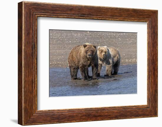 Grizzly bear cub and adult female, Lake Clark National Park and Preserve, Alaska.-Adam Jones-Framed Photographic Print