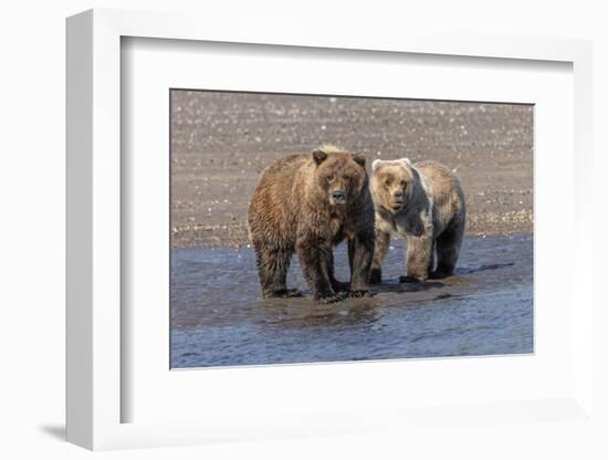 Grizzly bear cub and adult female, Lake Clark National Park and Preserve, Alaska.-Adam Jones-Framed Photographic Print