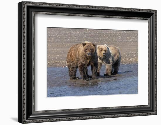 Grizzly bear cub and adult female, Lake Clark National Park and Preserve, Alaska.-Adam Jones-Framed Photographic Print