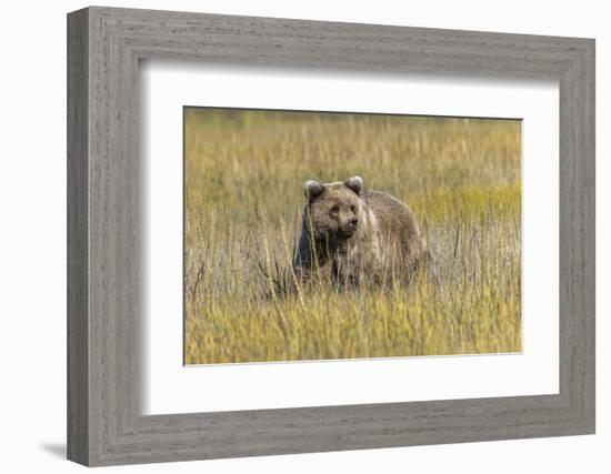 Grizzly bear cub crossing grassy meadow, Lake Clark NP and Preserve, Alaska, Silver Salmon Creek-Adam Jones-Framed Photographic Print