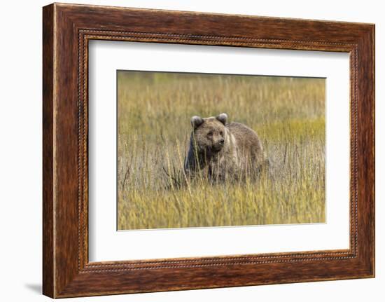 Grizzly bear cub crossing grassy meadow, Lake Clark NP and Preserve, Alaska, Silver Salmon Creek-Adam Jones-Framed Photographic Print