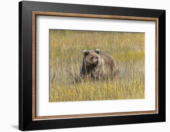 Grizzly bear cub crossing grassy meadow, Lake Clark NP and Preserve, Alaska, Silver Salmon Creek-Adam Jones-Framed Photographic Print