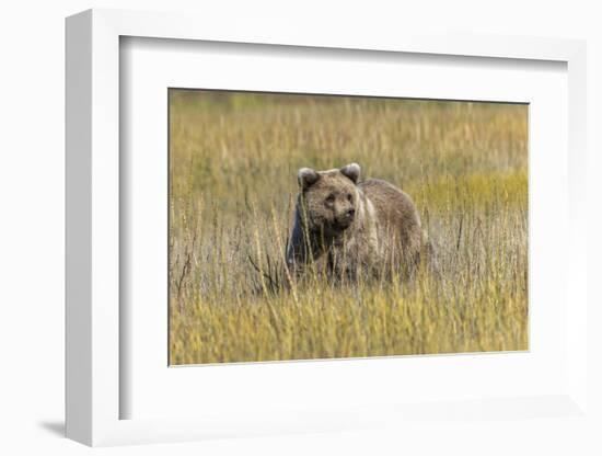 Grizzly bear cub crossing grassy meadow, Lake Clark NP and Preserve, Alaska, Silver Salmon Creek-Adam Jones-Framed Photographic Print