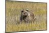 Grizzly bear cub crossing grassy meadow, Lake Clark NP and Preserve, Alaska, Silver Salmon Creek-Adam Jones-Mounted Photographic Print