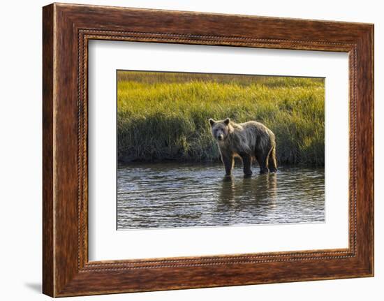 Grizzly bear cub crossing grassy meadow, Lake Clark NP and Preserve, Alaska, Silver Salmon Creek-Adam Jones-Framed Photographic Print