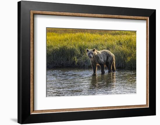 Grizzly bear cub crossing grassy meadow, Lake Clark NP and Preserve, Alaska, Silver Salmon Creek-Adam Jones-Framed Photographic Print